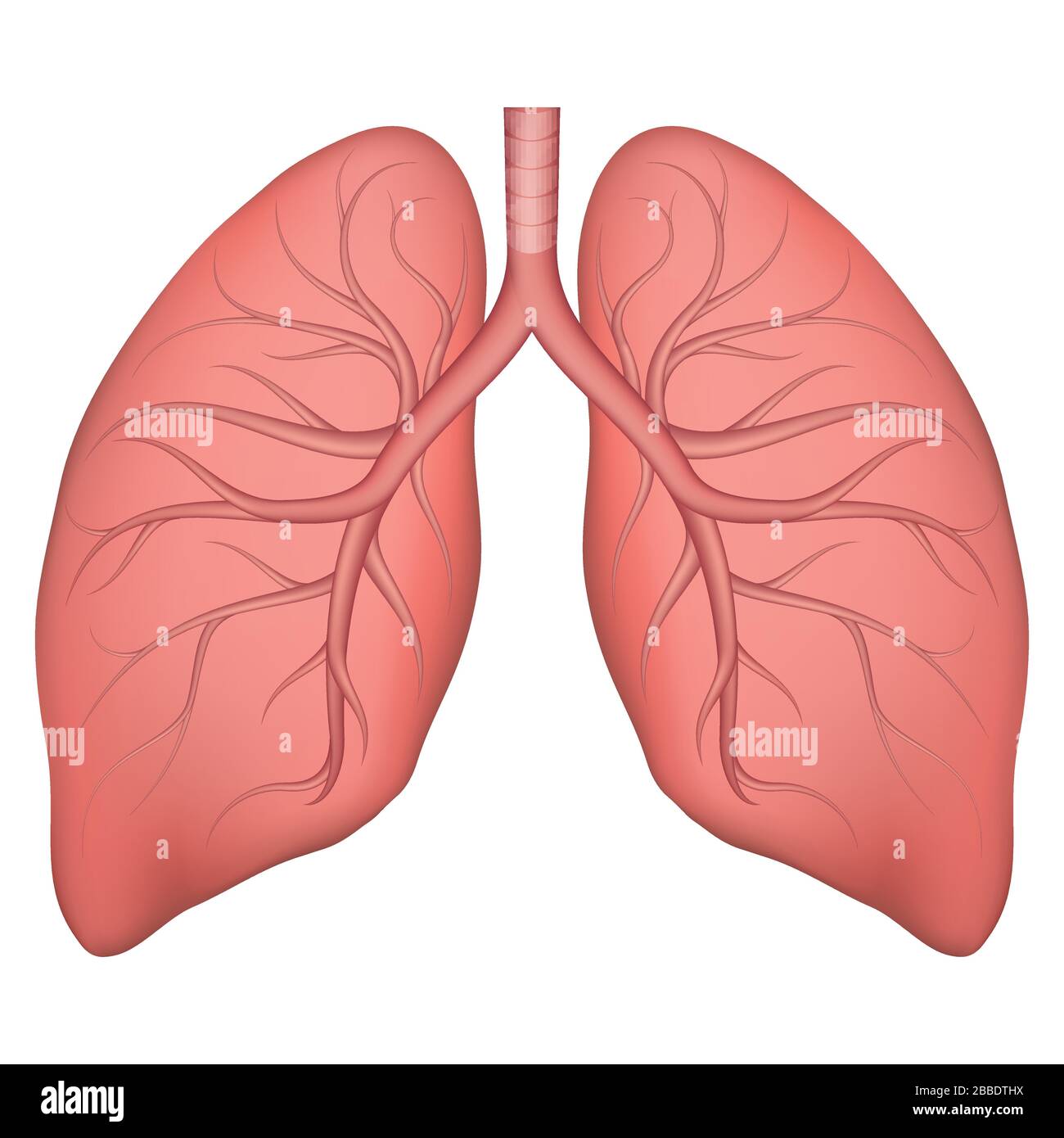 Vector illustration of human lung structure. Realistic drawing for anotomy biology textbook or articles about pulmonary diseases. Lungs in normal Stock Vector