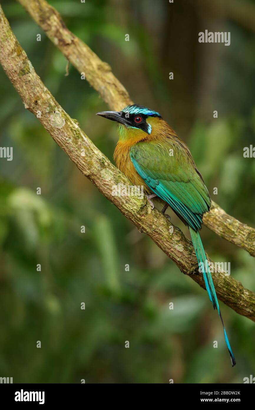 Lesson's Motmot (Momotus coeruliceps lessonii) perched on a branch in Guatemala in Central America. Stock Photo