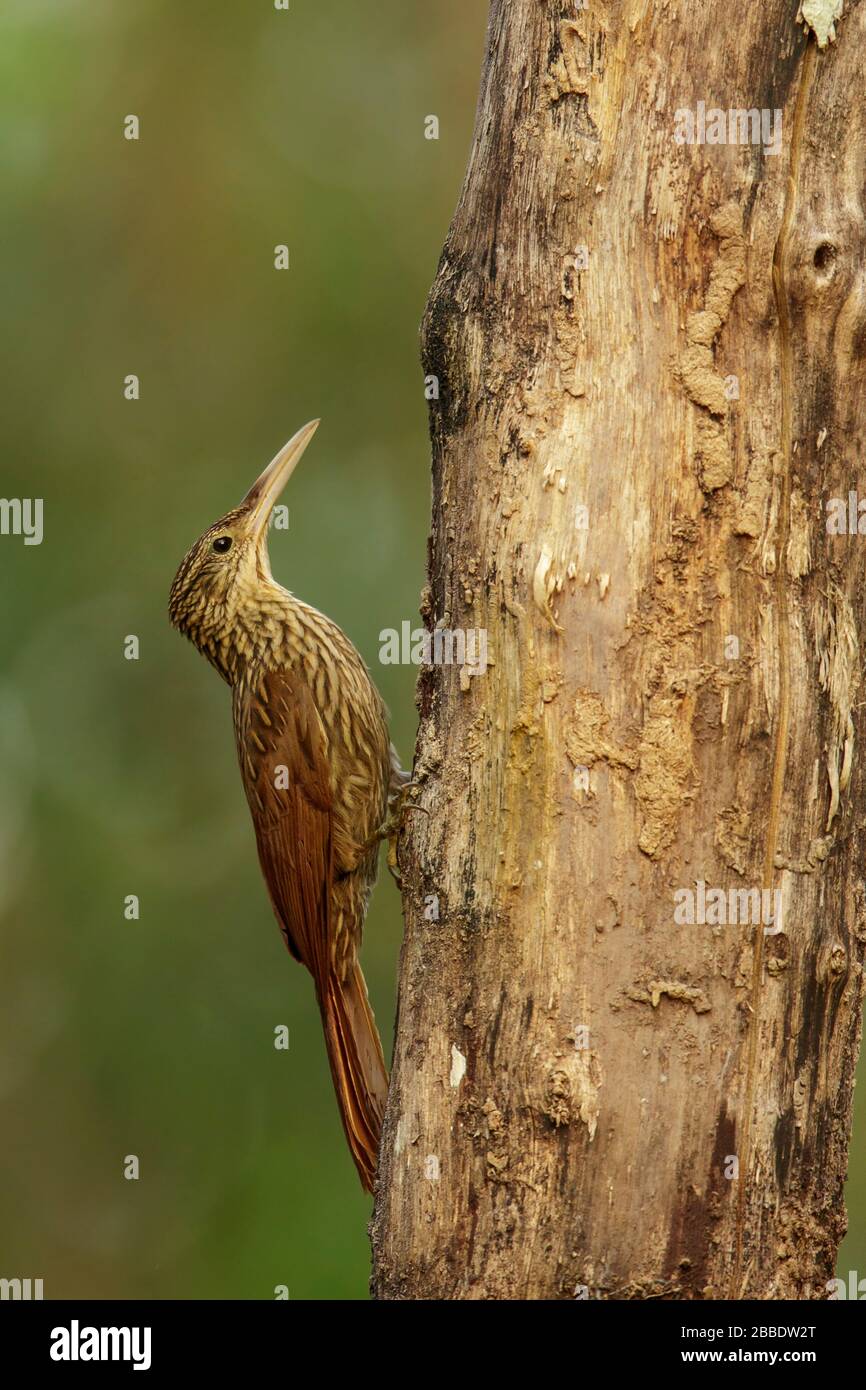 Ivory-billed Woodcreeper (Xiphorhynchus flavigaster) perched on a branch in Guatemala in Central America. Stock Photo