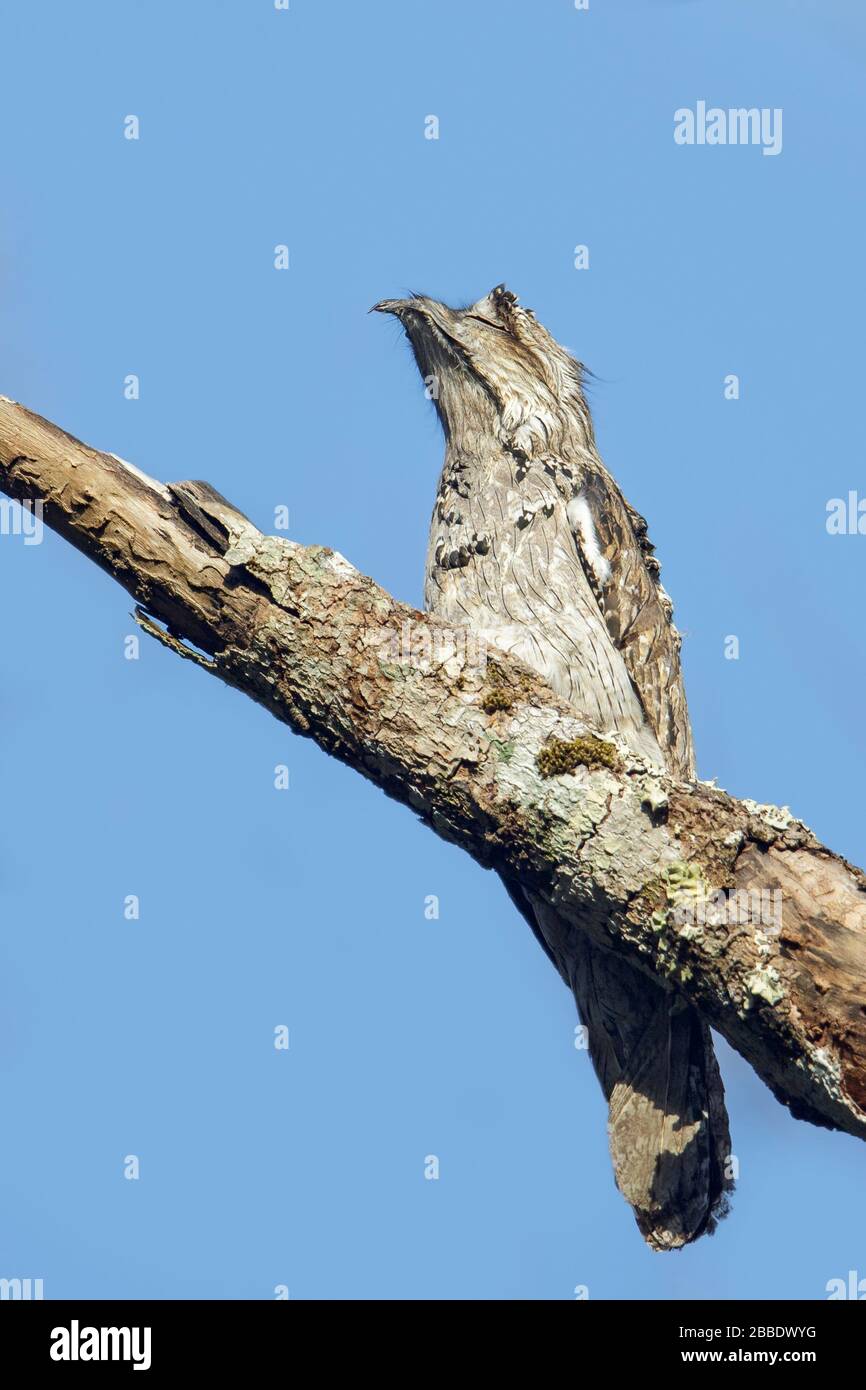 Northern Potoo (Nyctibius jamaicensis) perched on a branch in Guatemala in Central America. Stock Photo