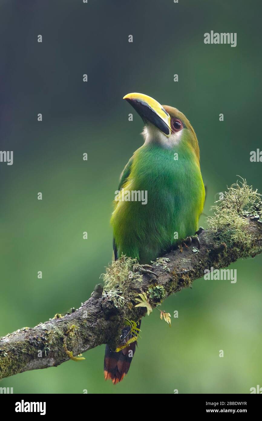 perched on a branch in Guatemala in Central America. Stock Photo