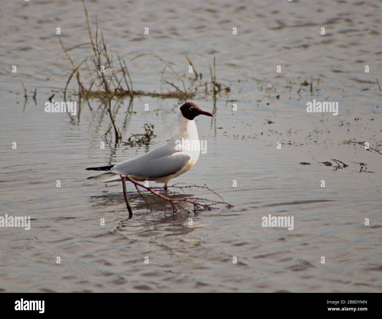 Two black-headed gulls looking in the same direction, in sync, on marshland Stock Photo