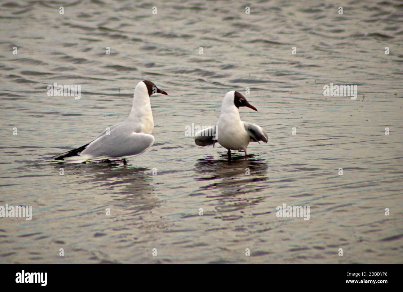 Two black-headed gulls looking in the same direction, in  sync, on marshland Stock Photo