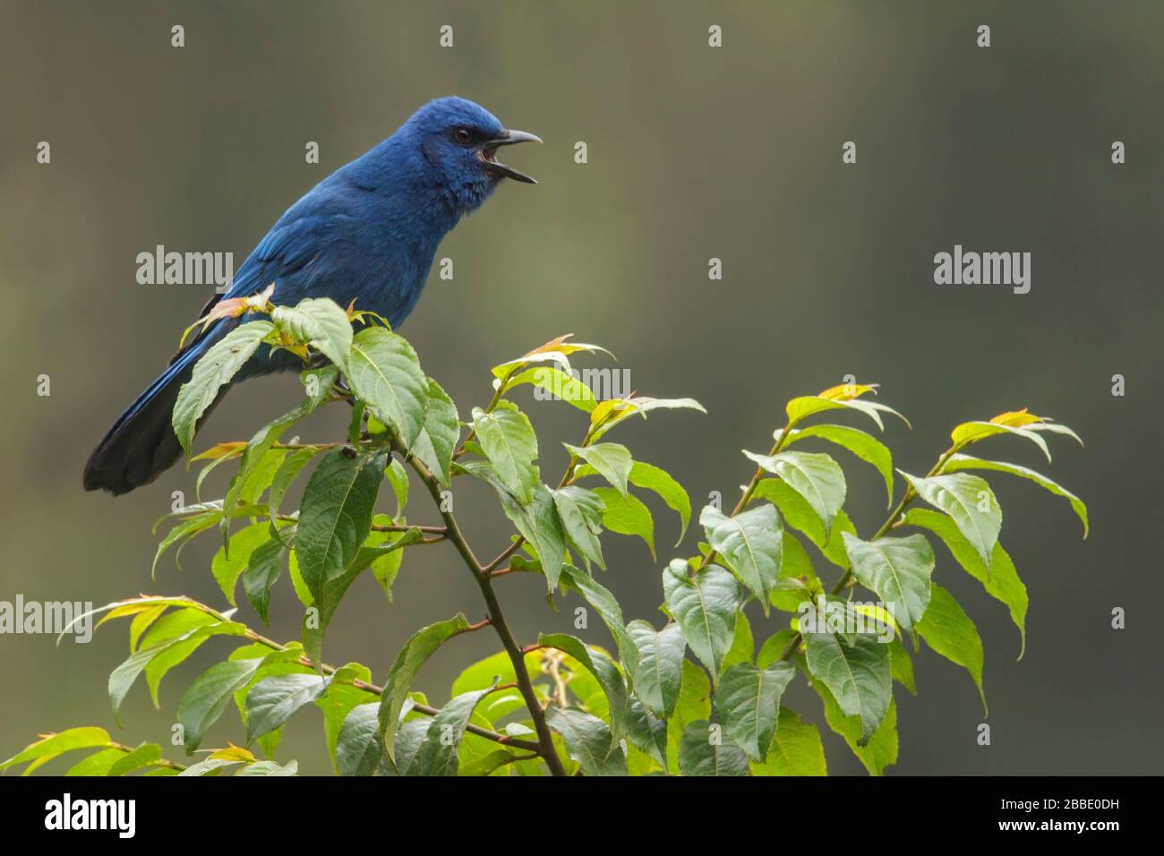 Unicolored Jay (Aphelocoma unicolor) perched on a branch in Guatemala in Central America. Stock Photo