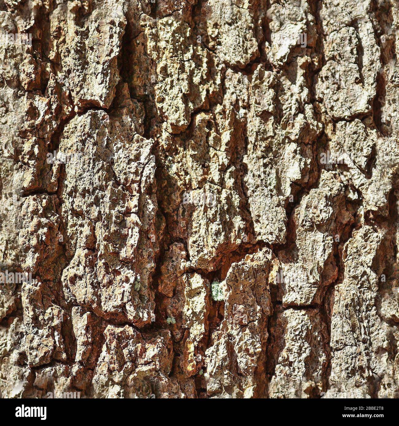 Detailed repeatable close up texture of natural tree bark Stock Photo ...