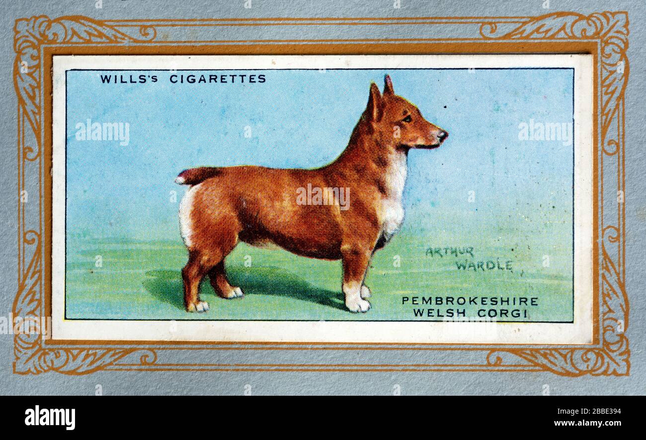 W.D. & H.O. Wills cigarette card, Pembrokeshire Welsh Corgi Stock Photo