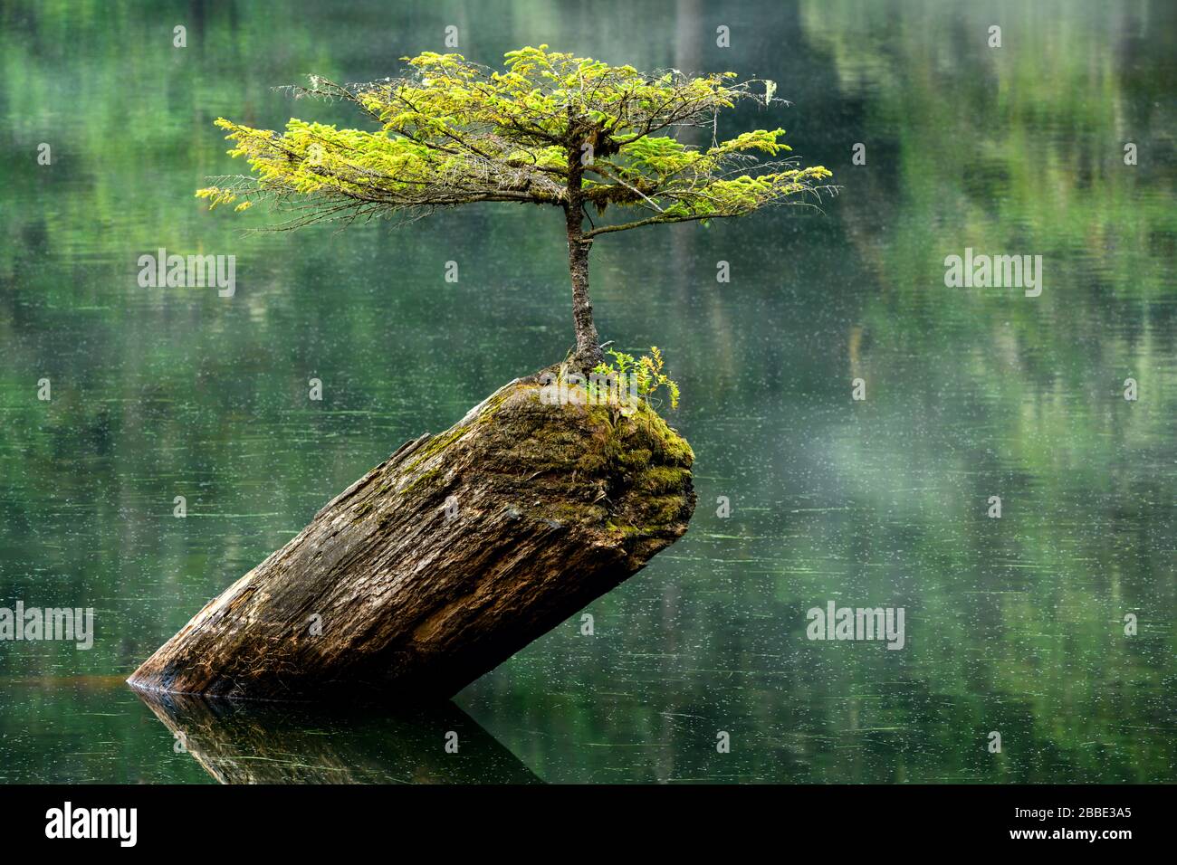 Fairy Lake Tree, Port Renfrew, Vancouver Island, BC, Canada Stock Photo -  Alamy