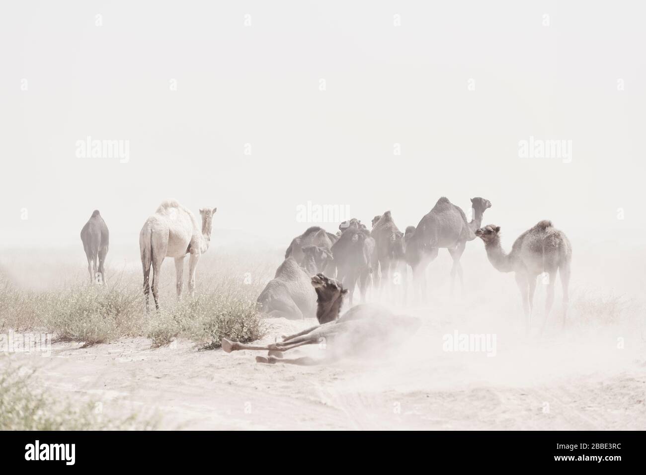 Camels (dromedaries) during sand storm in the Sahara desert, Mhamid, Morocco. High key image with muted colors. Stock Photo