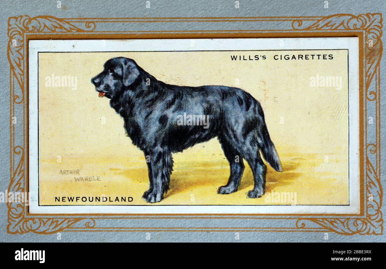 W.D. & H.O. Wills cigarette card, Newfoundland Stock Photo