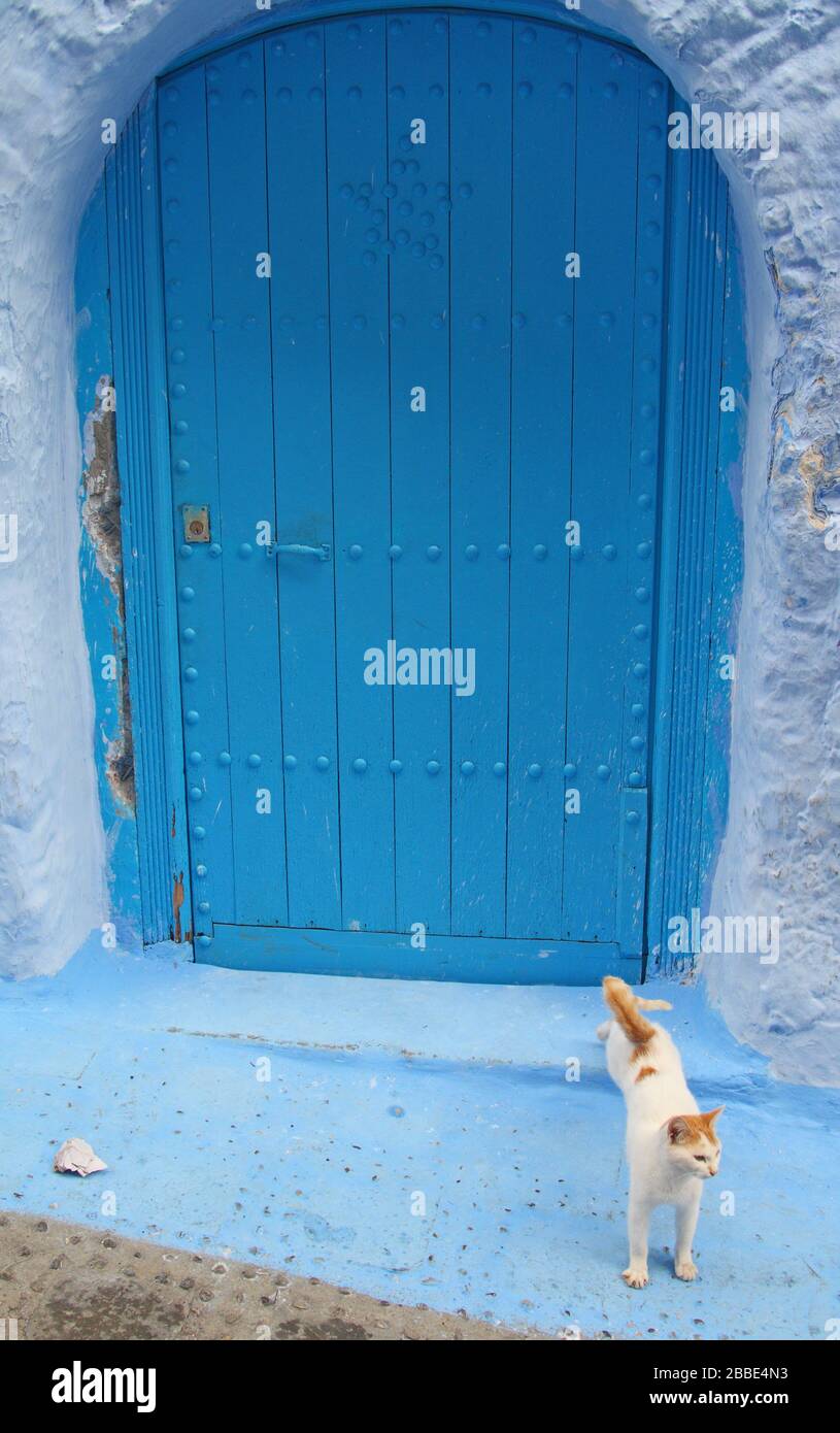Blue door and cat in the Medina of Chefchaouen, Morocco Stock Photo
