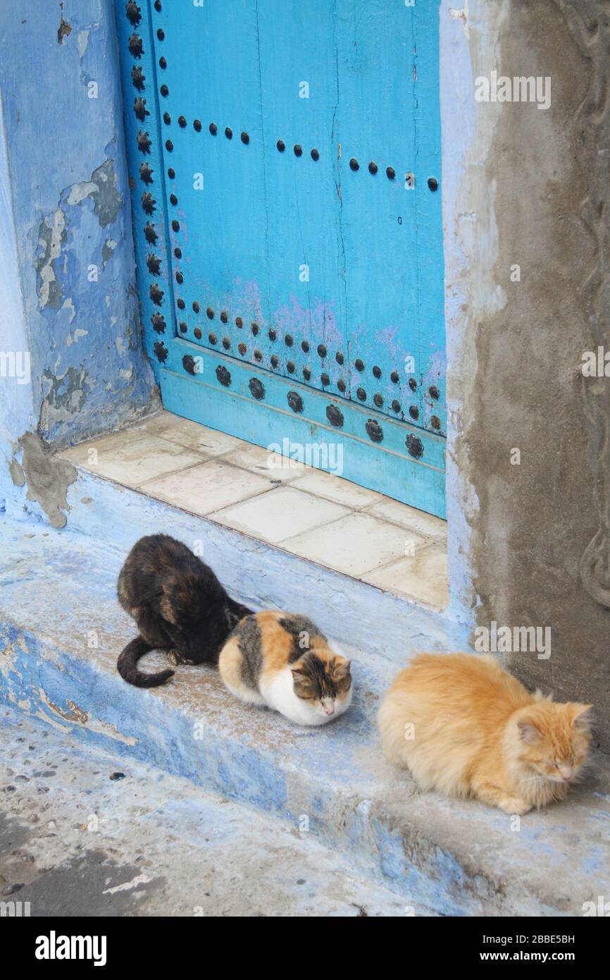 Blue door and cats in the Medina of Chefchaouen, Morocco Stock Photo