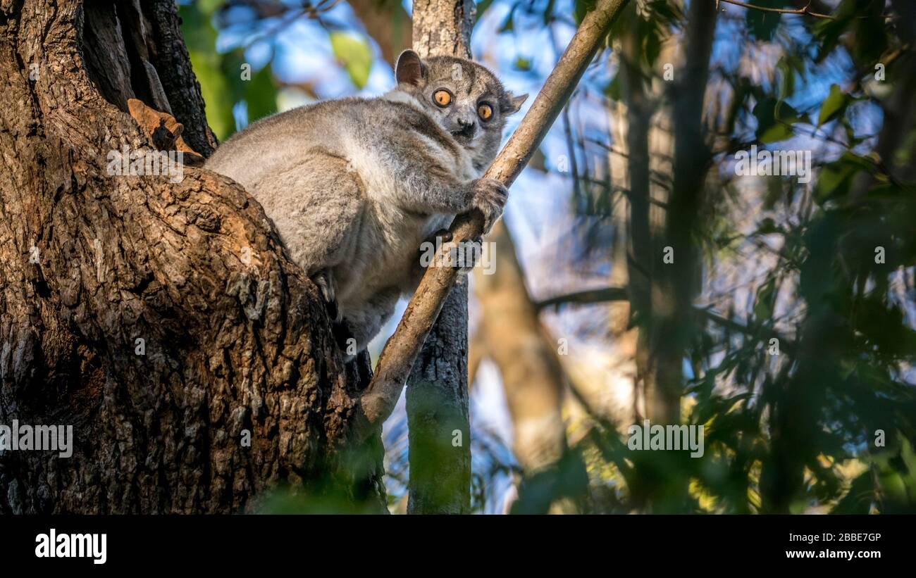 Animal from the Kirindy dry forest, Madagascar Stock Photo