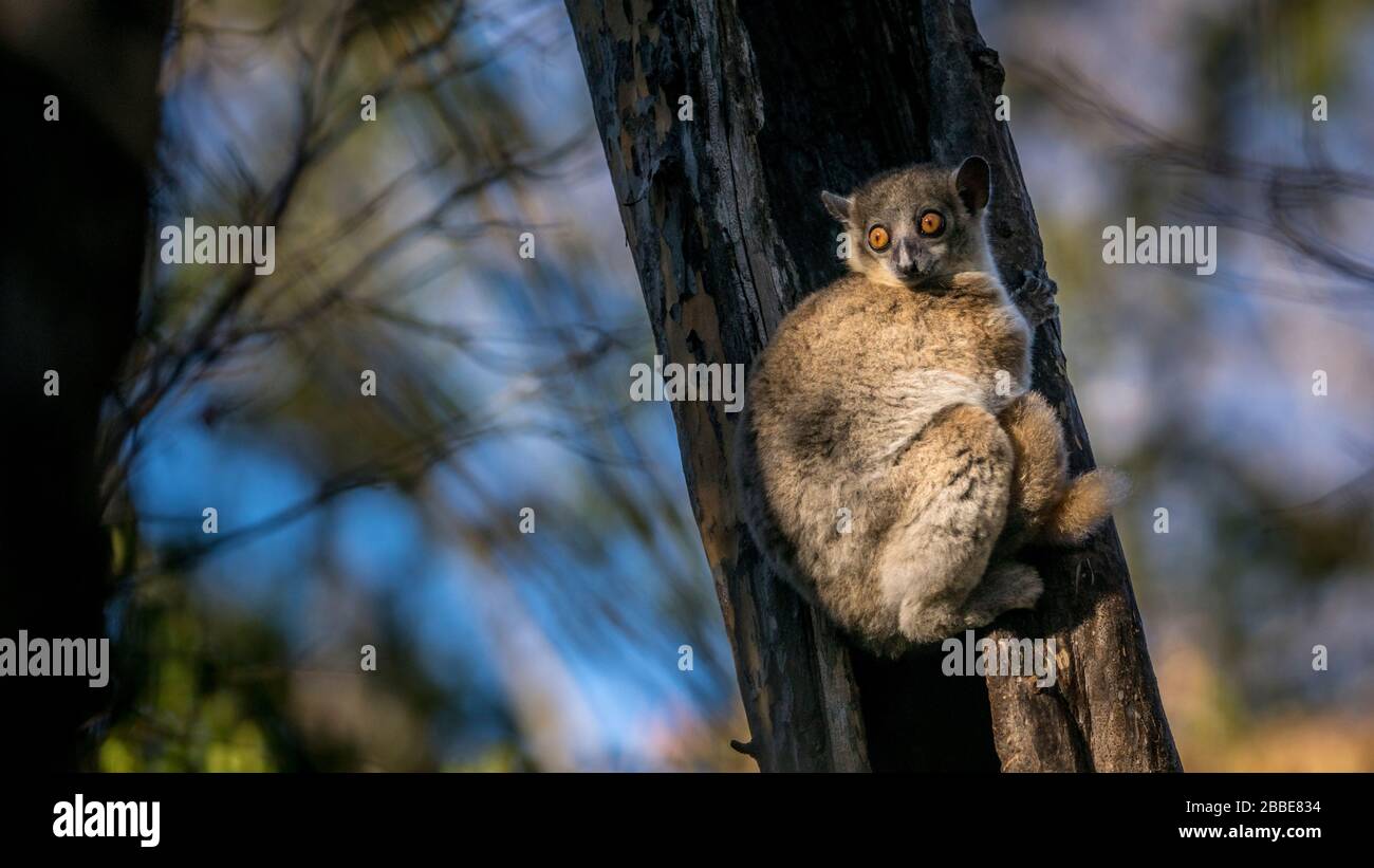 Animal from the Kirindy dry forest, Madagascar Stock Photo