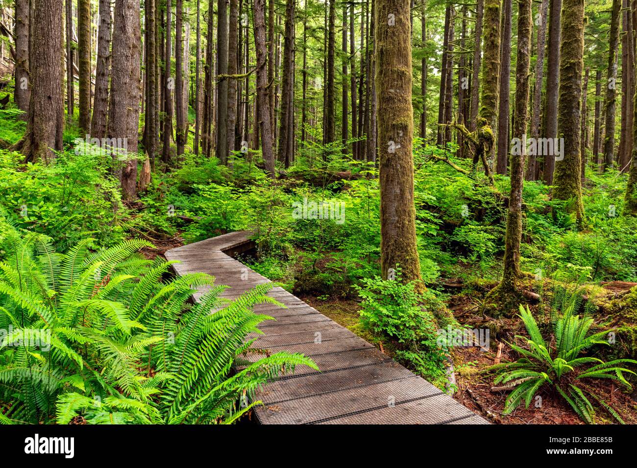 Avatar Grove, Port Renfrew, Vancouver Island, BC, Canada Stock Photo