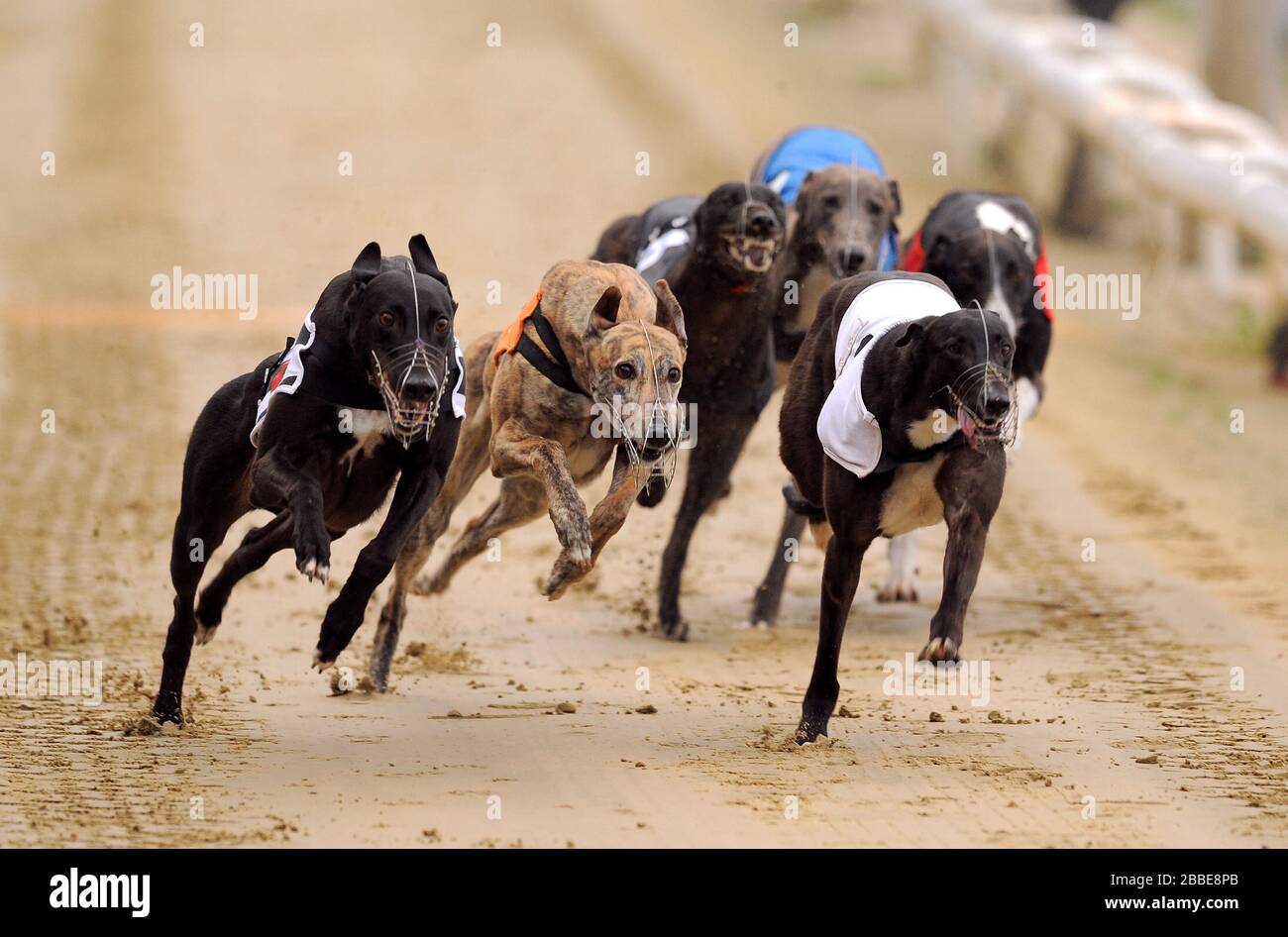 Droopys Jet (no.6 black/white), Skate On (no.5 orange), Kereight King (no.4 black), Kilara Missy (no.3 white), Teejays Bluehawk (no.2 blue) and Tyrur Sugar Ray (no.1 red) in action during the William Hill Derby 3rd Round Heat 1 Stock Photo