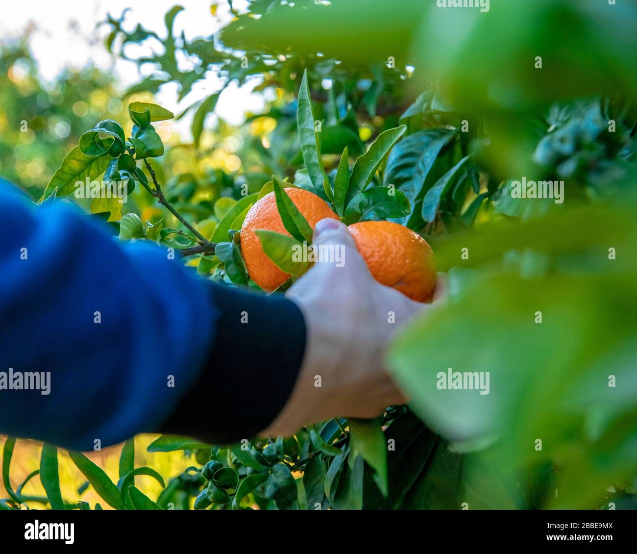 Orange Natural Ripe Process Mandarine trees ripe orange hi-res stock photography and images - Alamy