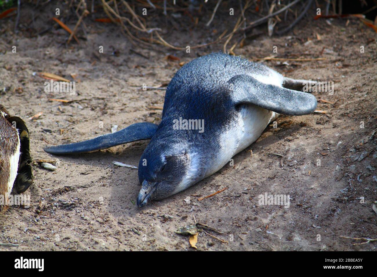 Stress Urlaub High Resolution Stock Photography and Images - Alamy