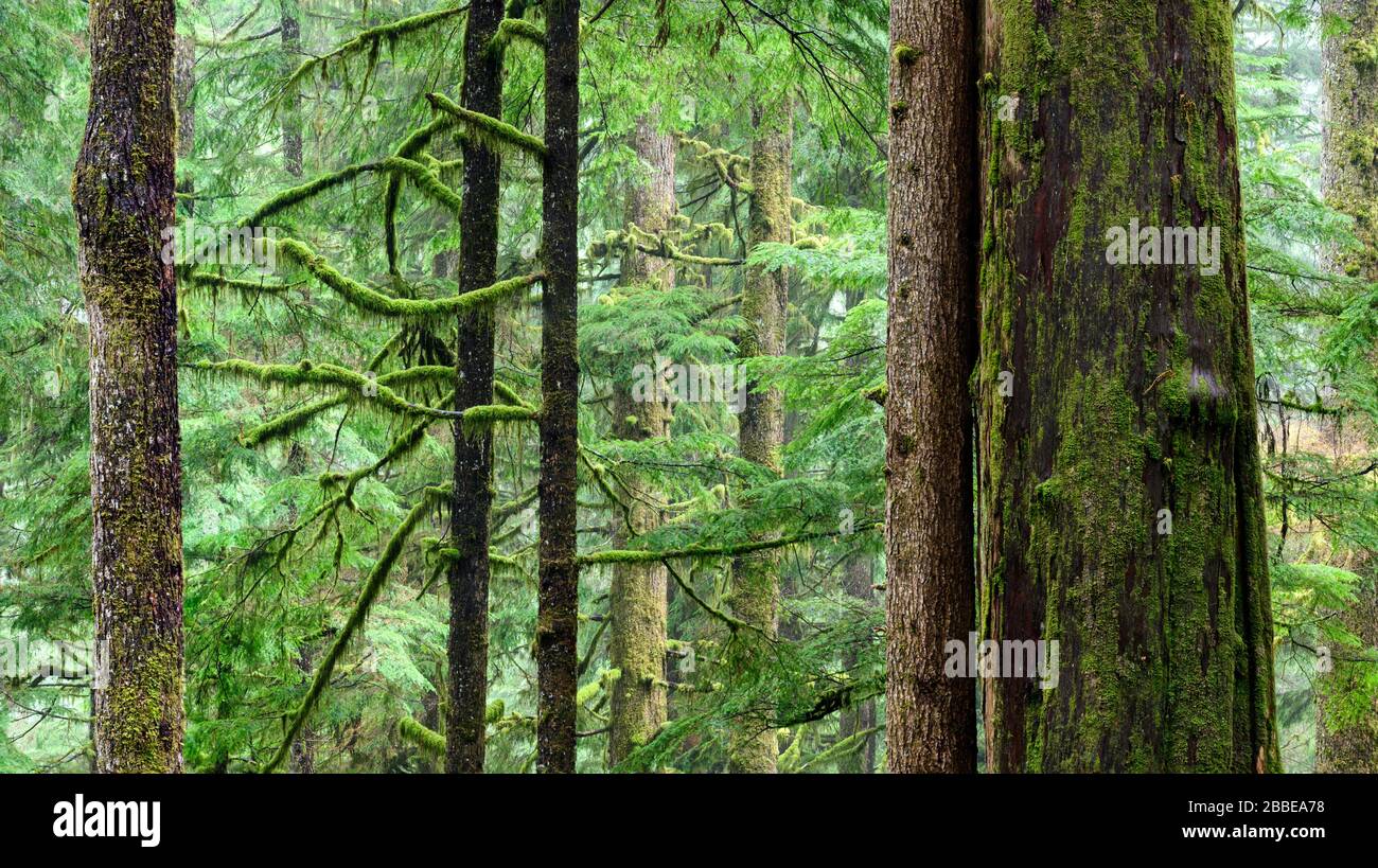 Western Red Cedar, Thuja plicata, Sitka spruce, Picea sitchensis and Western hemlock, Tsuga heterophylla,  Eden Grove, near Port Renfrew, Vancouver Island, BC, Canada Stock Photo