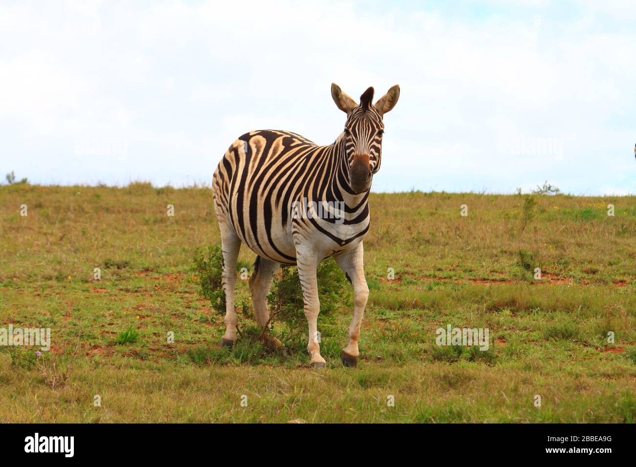 Animals of Africa - Zebra Stock Photo