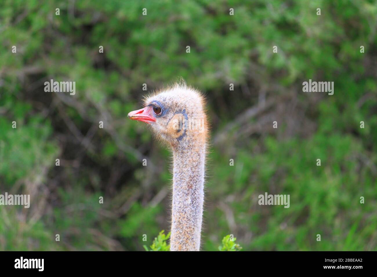 Animals of Africa - Ostriche Stock Photo