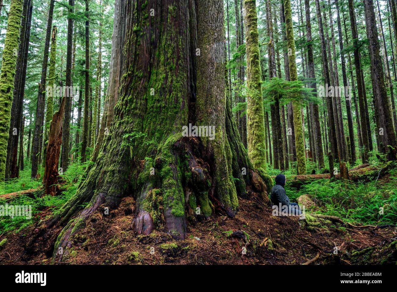 Western Red Cedar (Thuja plicata), Eden Grove (near Port Renfrew), Vancouver Island, BC Canada Stock Photo