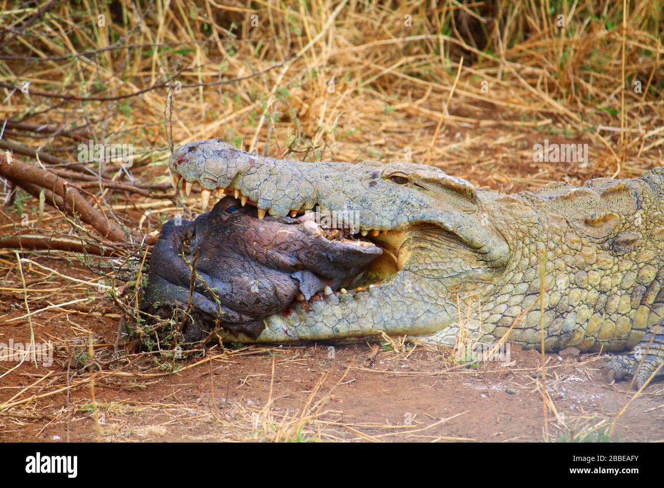 Animals of Africa - Crocodile eating Hippohead Stock Photo