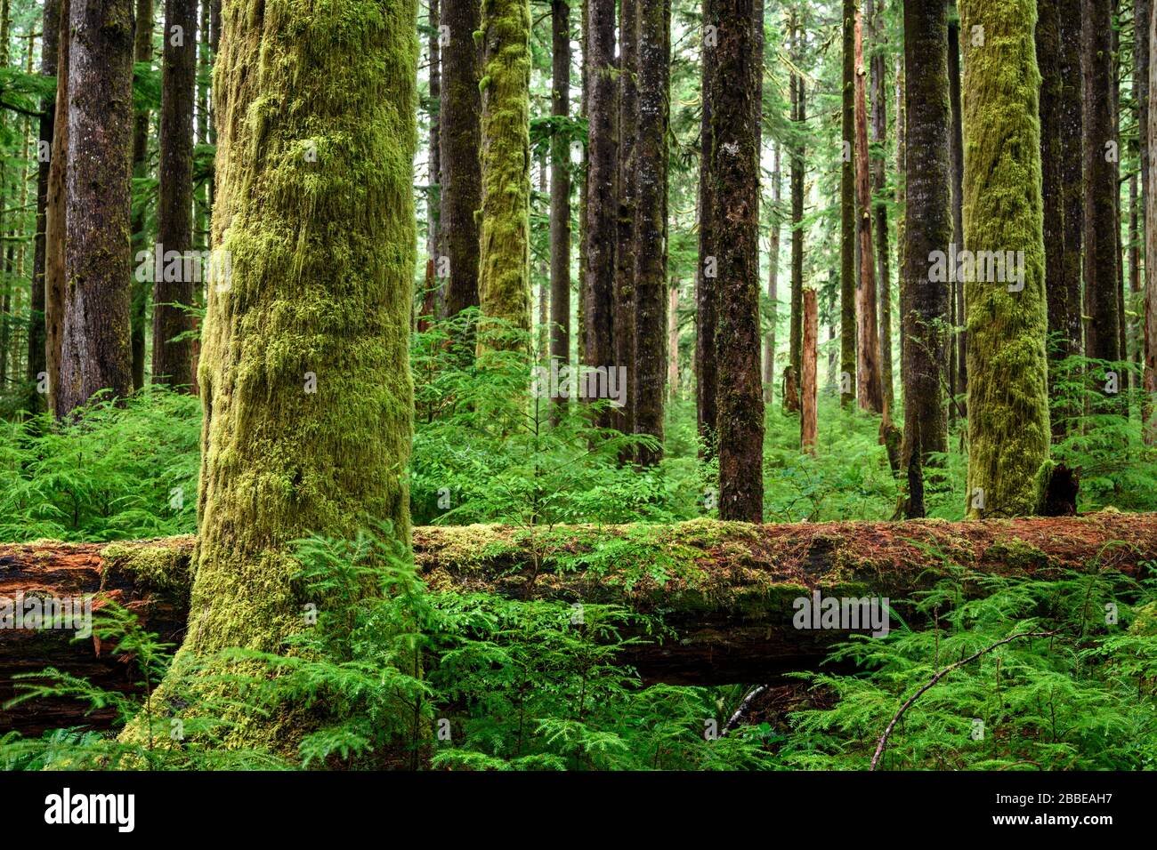Sitka spruce, Picea sitchensis and Western hemlock, Tsuga heterophylla,  Eden Grove (near Port Renfrew), Vancouver Island, BC Canada Stock Photo