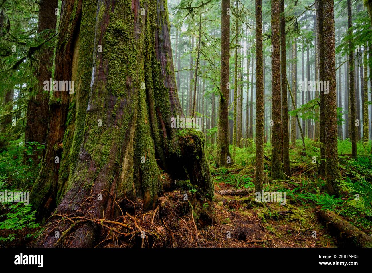Western Red Cedar (Thuja plicata), Eden Grove (near Port Renfrew), Vancouver Island, BC, Canada Stock Photo