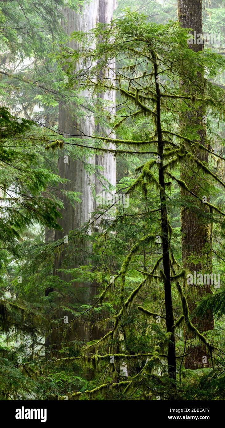 Western Red Cedar (Thuja plicata) and Western hemlock, Tsuga heterophylla, Eden Grove, near Port Renfrew,  Vancouver Island, BC ,Canada Stock Photo