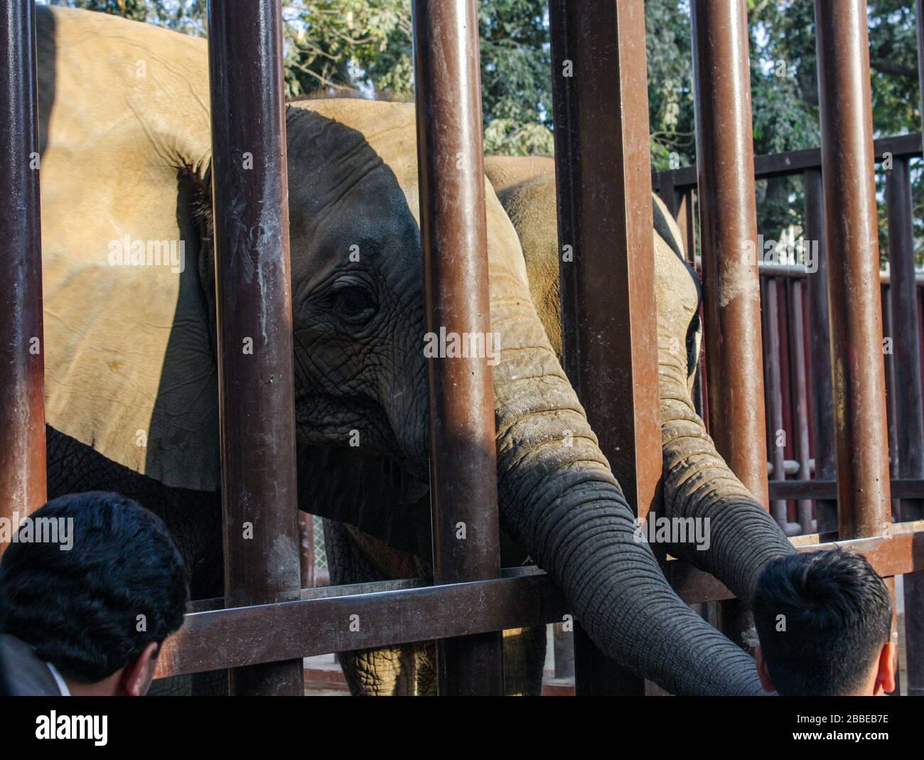 Zoo Elephants While Feeding Stock Photo Alamy