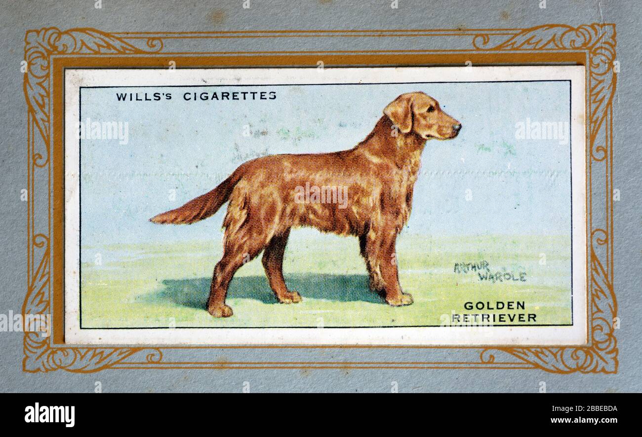 W.D. & H.O. Wills cigarette card, Golden Retriever Stock Photo