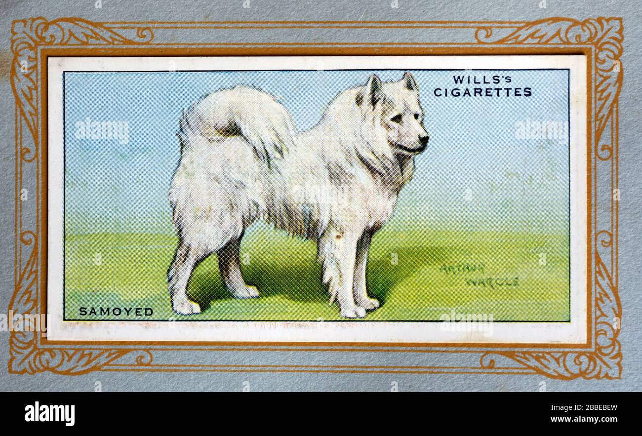 W D H O Wills Cigarette Card Samoyed Stock Photo Alamy W D H O Wills Cigarette Card Samoyed Stock Photo Alamy