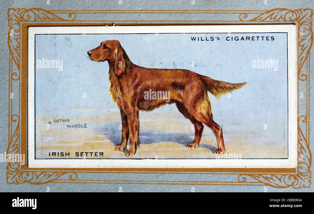 W.D. & H.O. Wills cigarette card, Irish Setter Stock Photo