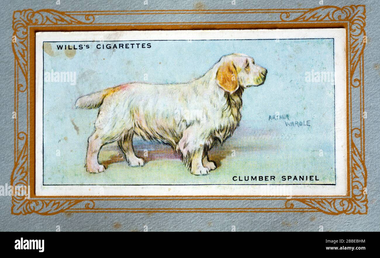 W.D. & H.O. Wills cigarette card, Clumber Spaniel Stock Photo