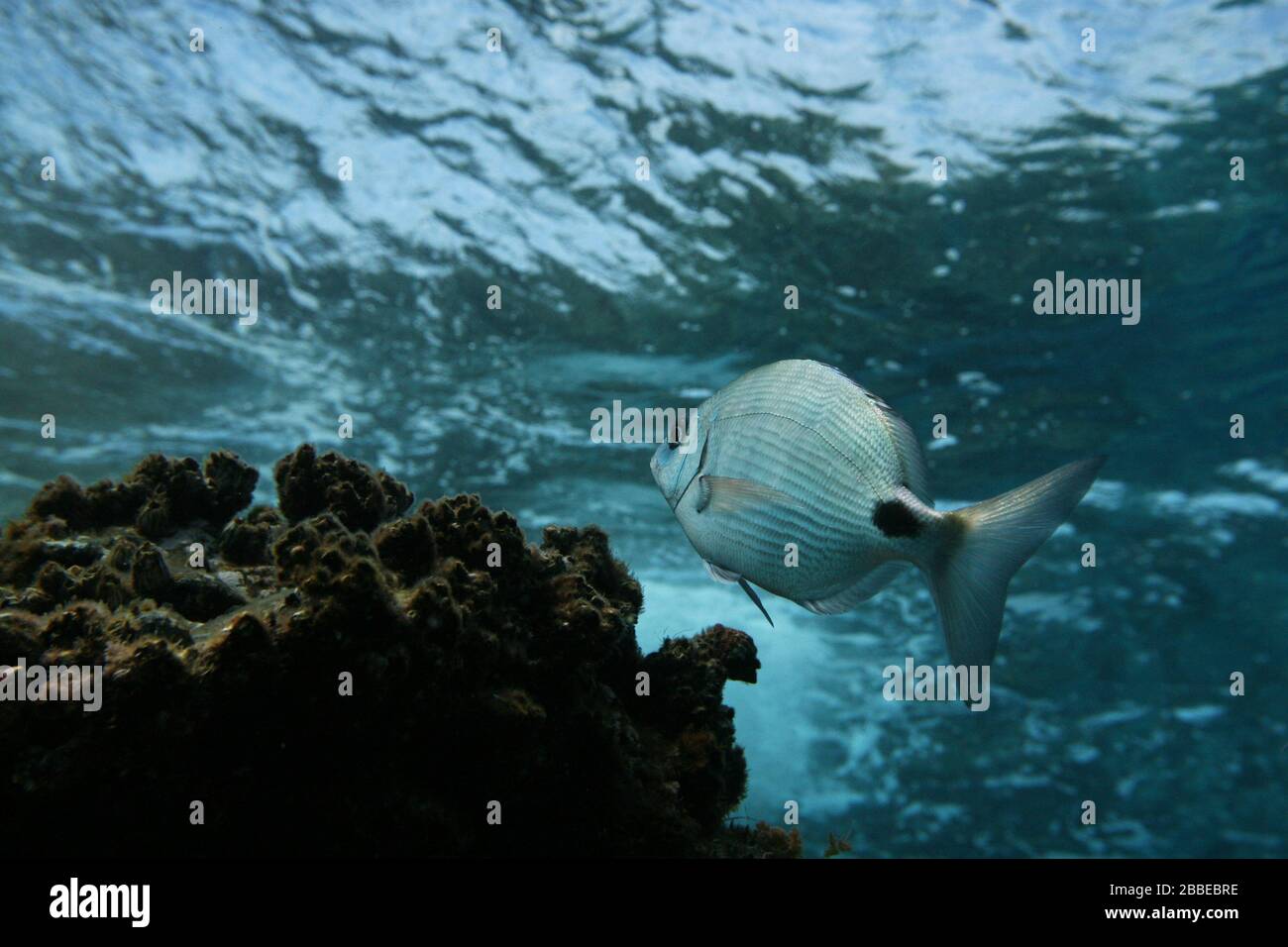 Sargo or white seabream fish swimming in the shallow waters of Flores' coast. Azores, Portugal. Stock Photo