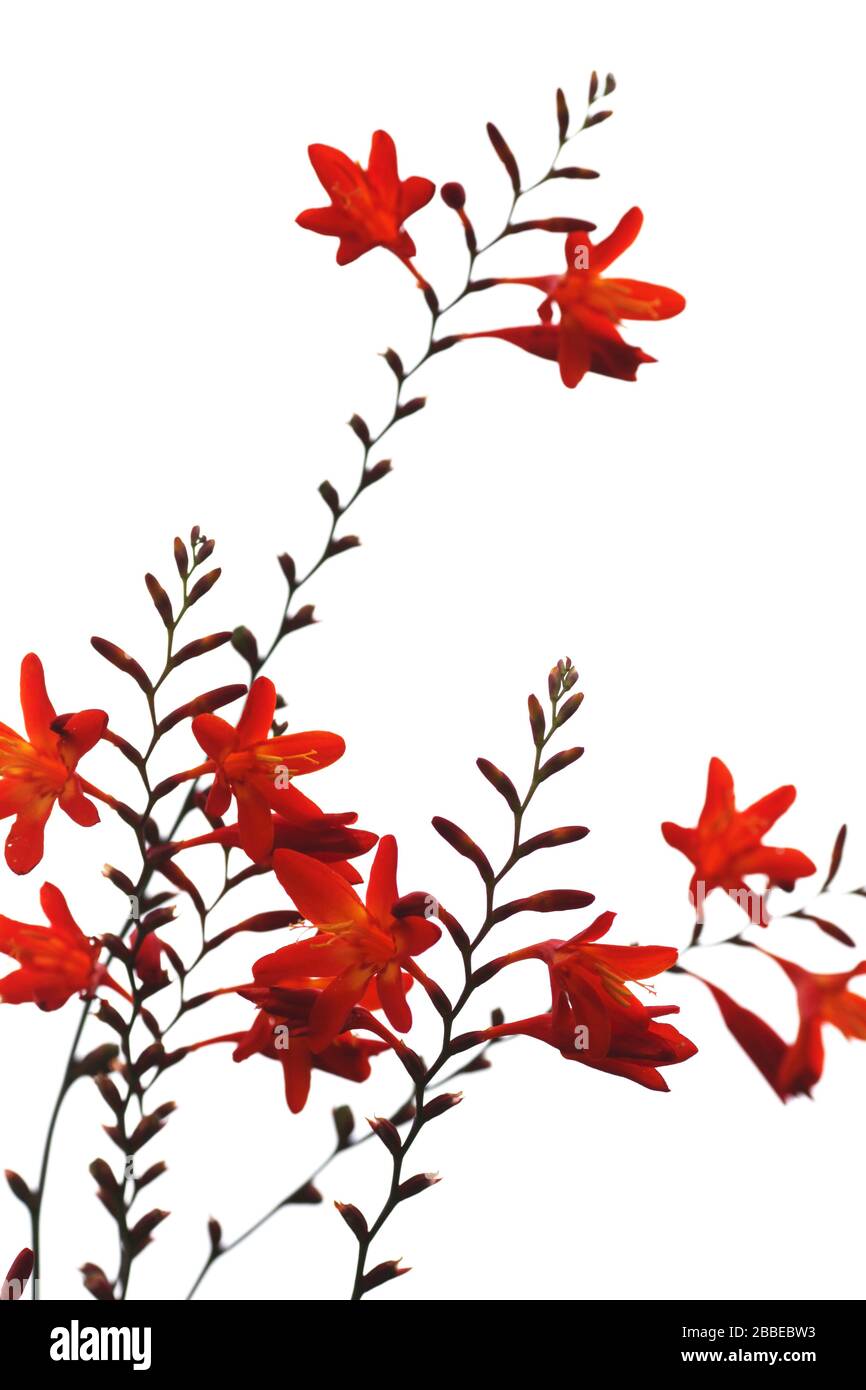 Close up view of Montbretia flowers against white background, Flores island, Azores. Stock Photo
