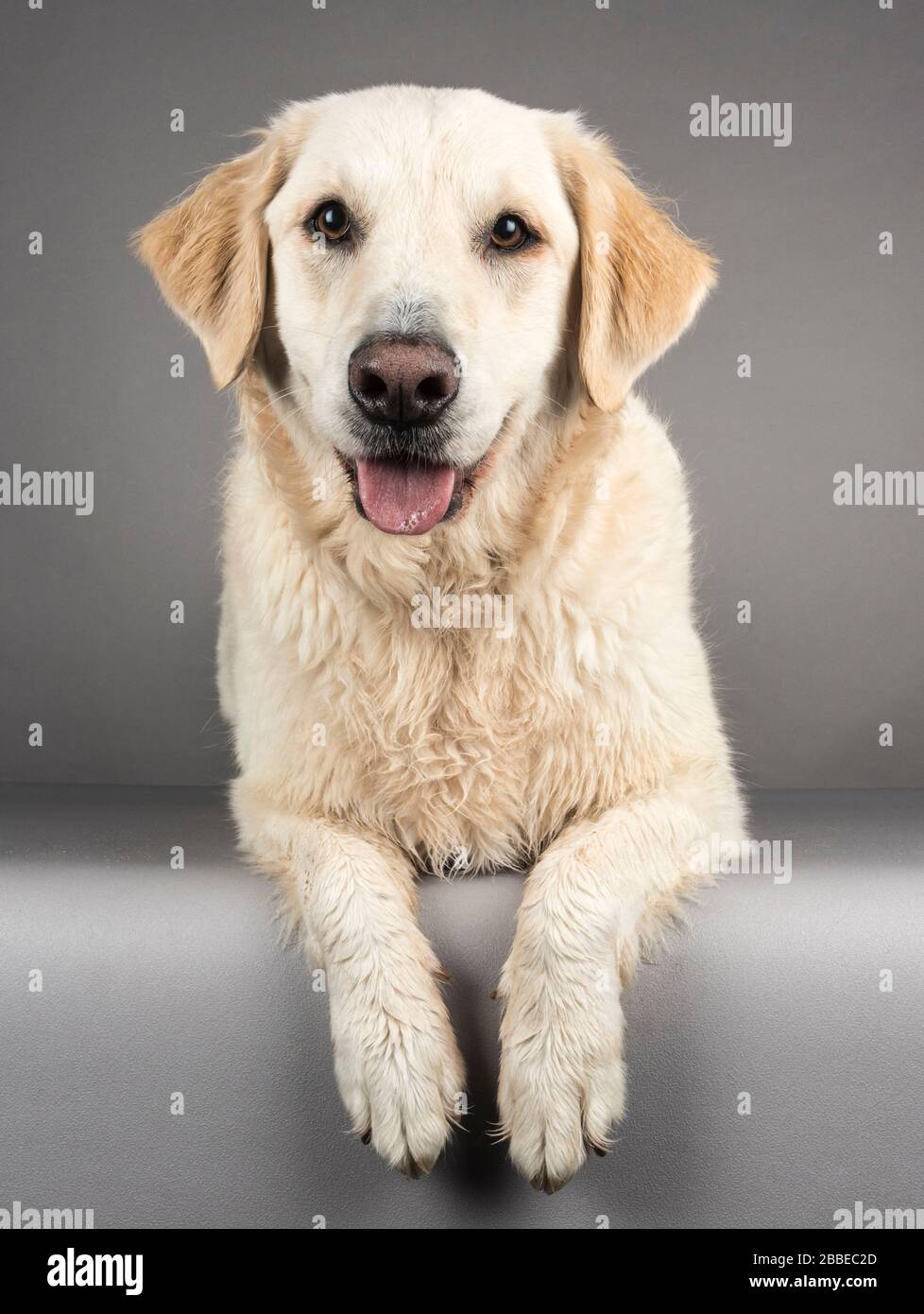 Long haired labrador hi-res stock photography and images - Alamy