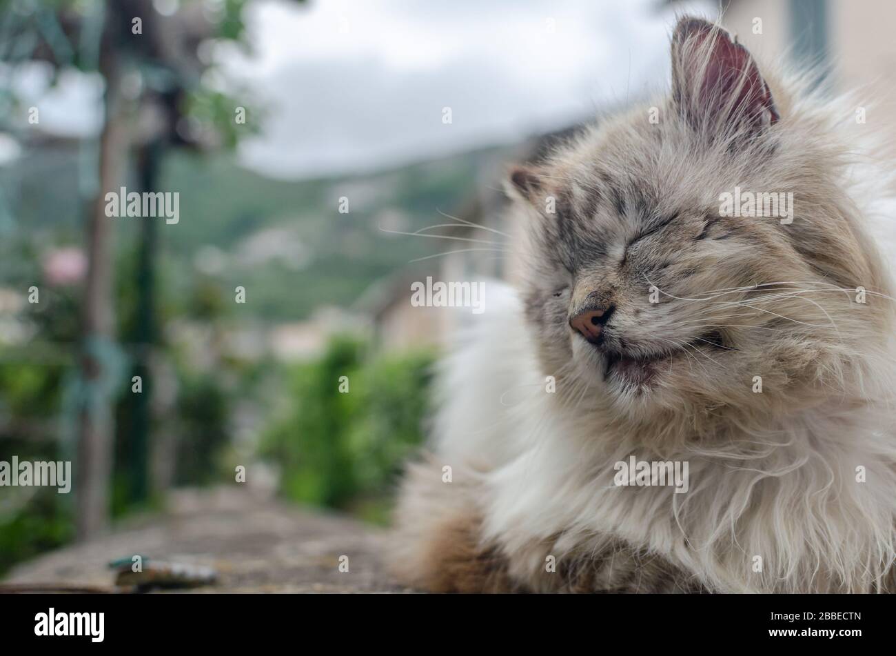 Ravello on the Amalfi Coast, Italy. May 05th, 2018. Amazing long haired cat. Stock Photo