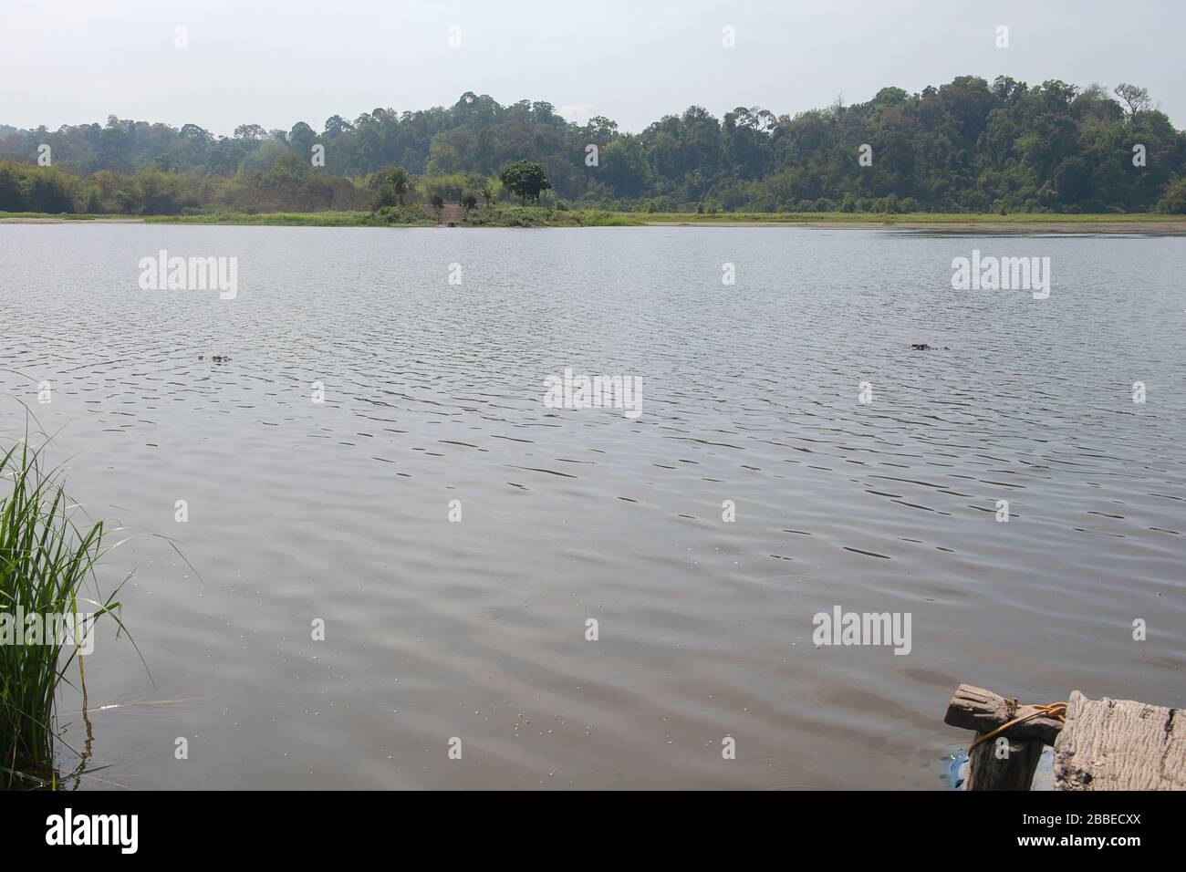 Crocodiles lurk in the lake, Cat Tien Nationalpark in the south of Vietnam Stock Photo