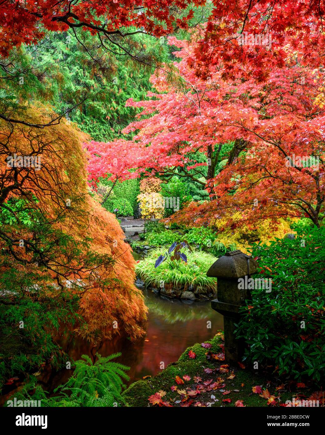 Lace leaf Japanese Maple and Japanese Maple, Acer palmatum, Butchart Gardens, Victoria, Vancouver Island, BC Canada Stock Photo