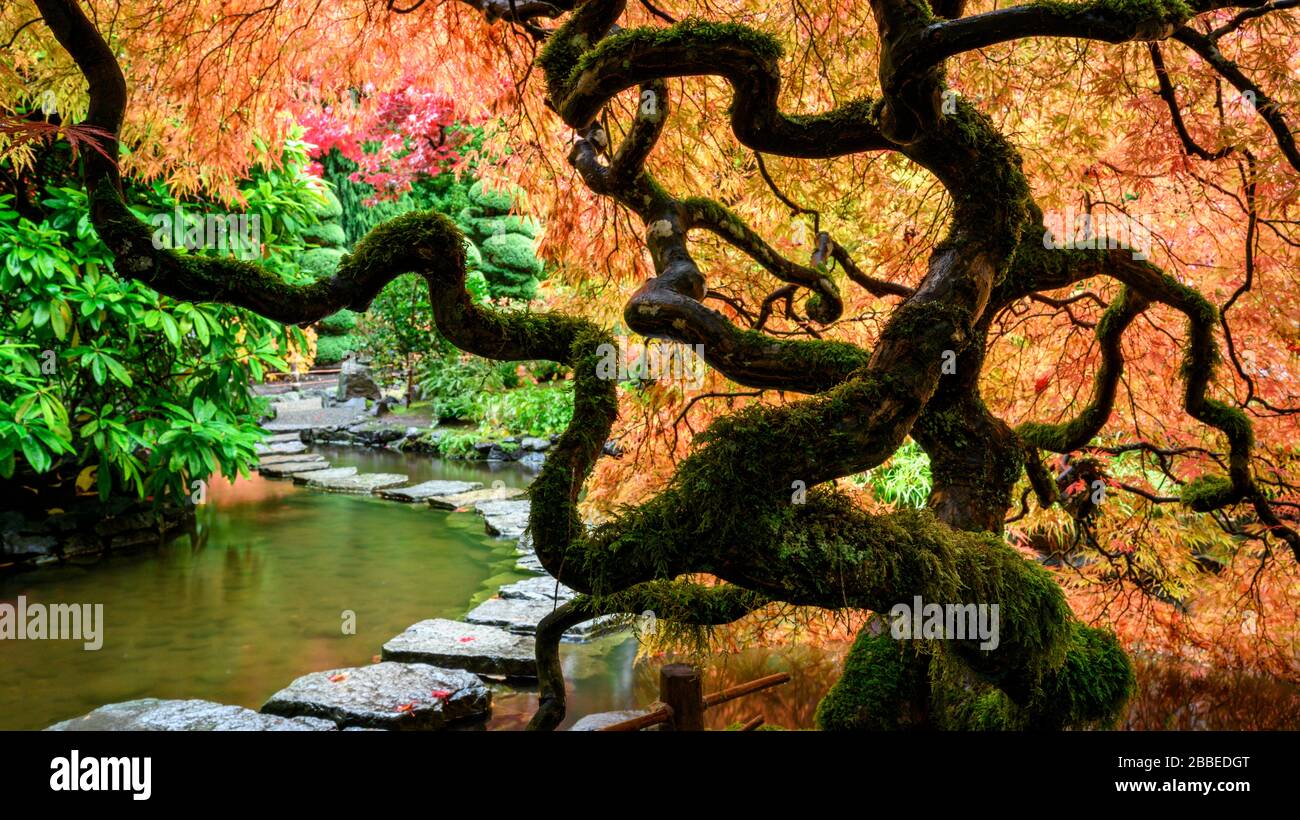 Lace leaf Japanese Maple and Japanese Maple, Acer palmatum, Butchart Gardens, Victoria, Vancouver Island, BC Canada Stock Photo