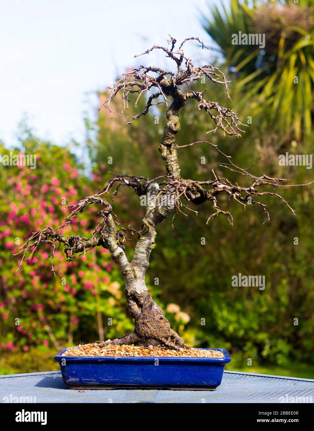 Informal upright Silver Birch bonsai in development and on display in an enthusiasts garden in Bangor Northern Ireland Stock Photo