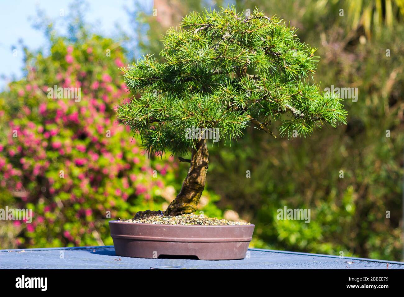 Outstanding specimen informal upright Cedar of Lebanon bonsai on display in an enthusiasts garden in Bangor Northern Ireland Stock Photo