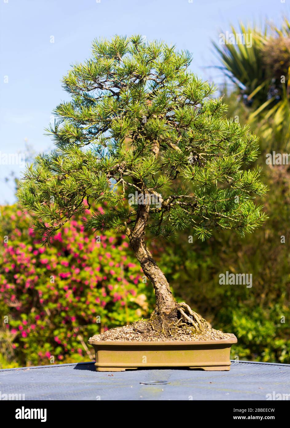Outstanding specimen informal upright Lonicera bonsai on display in an enthusiasts garden in Bangor Northern Ireland Stock Photo