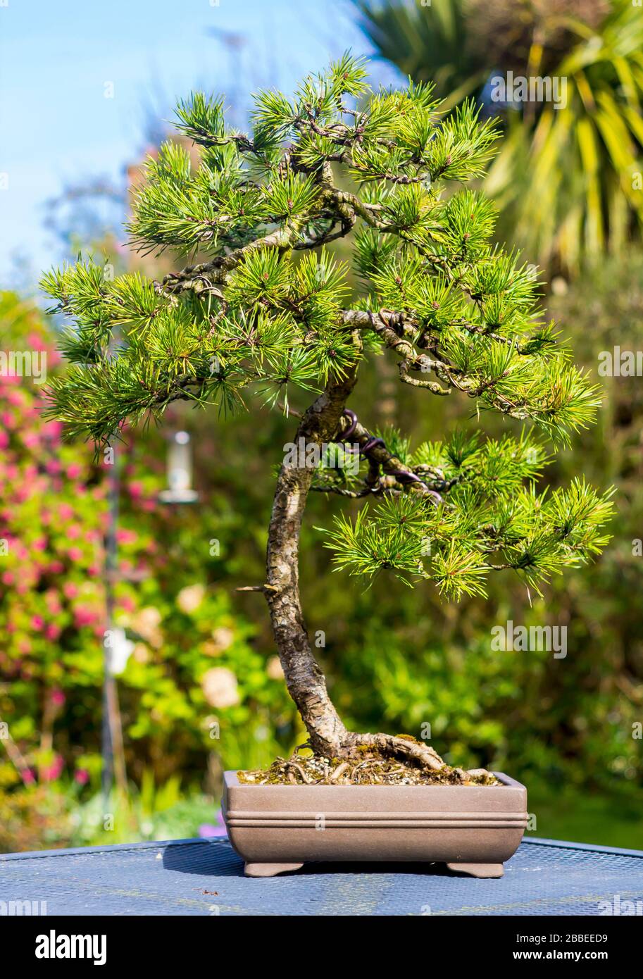 Outstanding specimen informal upright Lonicera bonsai on display in an enthusiasts garden in Bangor Northern Ireland Stock Photo