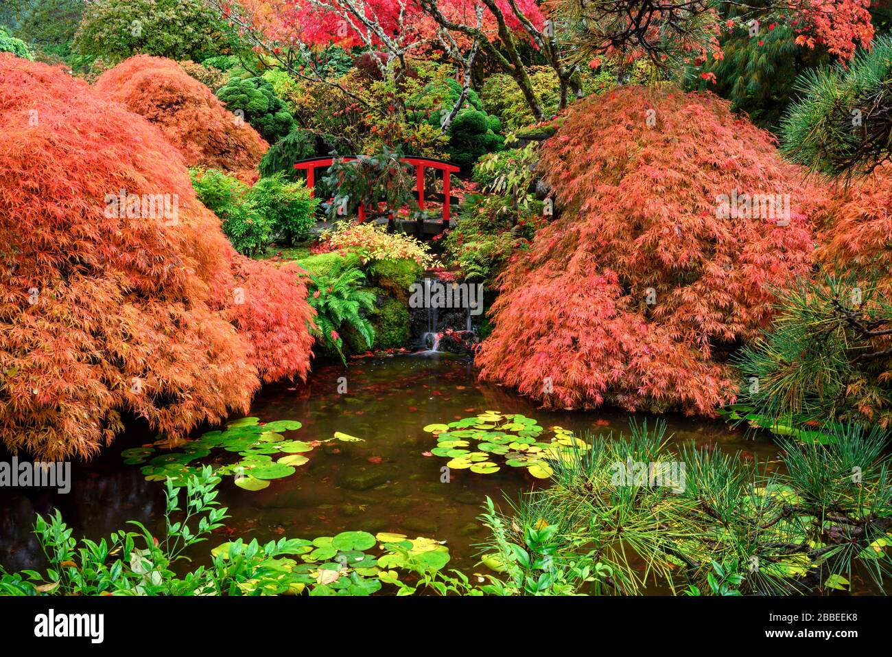 Lace leaf Japanese Maple, Acer palmatum, Butchart Gardens, Victoria, Vancouver Island, BC Canada Stock Photo