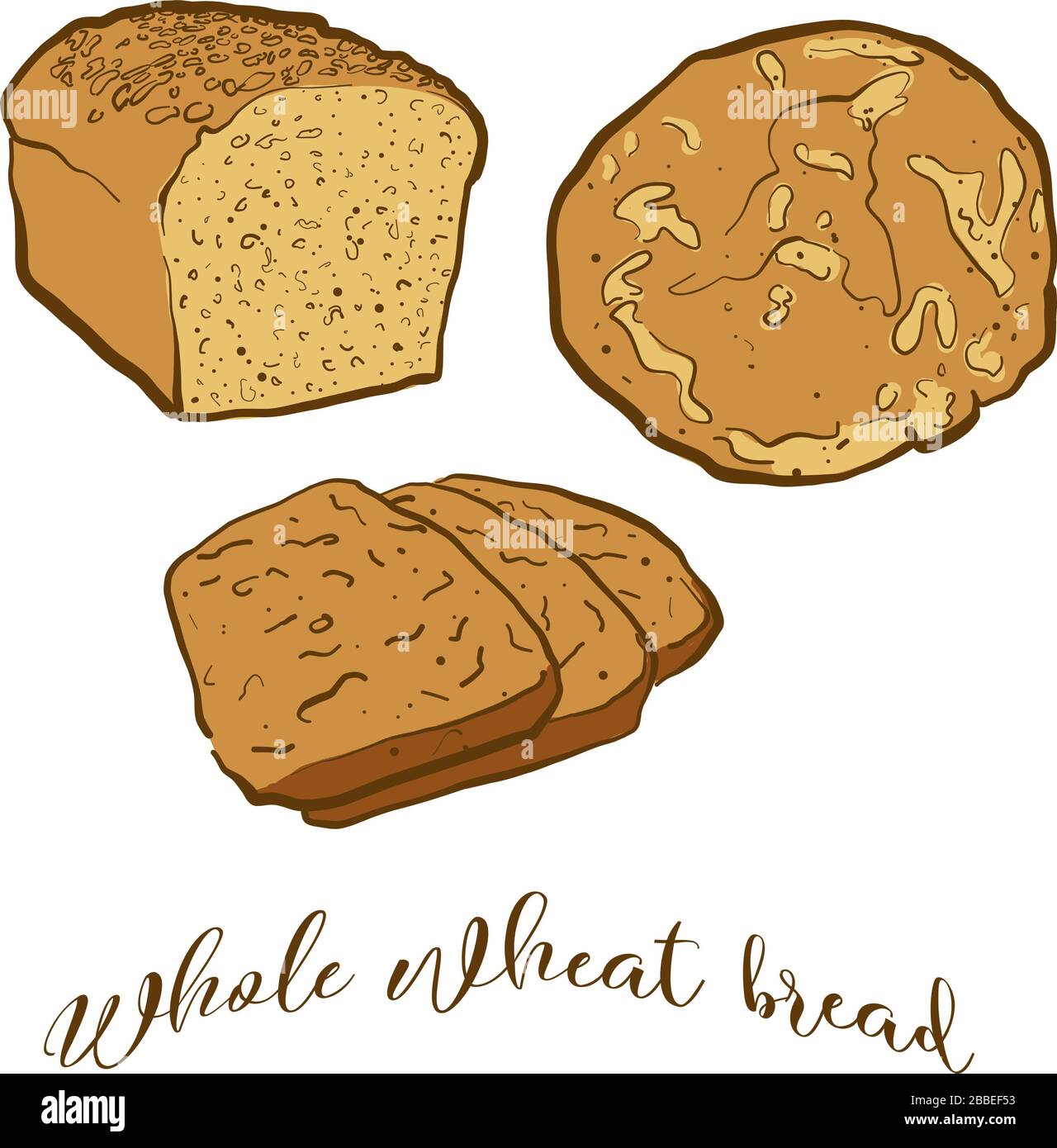Colored drawing of Whole wheat bread bread. Vector illustration of