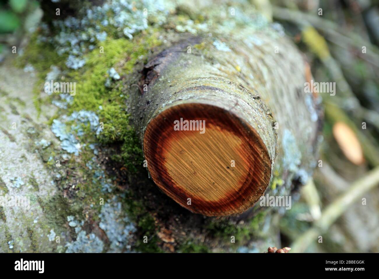 Sawn tree trunks in Sharsted Wood near Doddington and Newnham in Kent, England Stock Photo