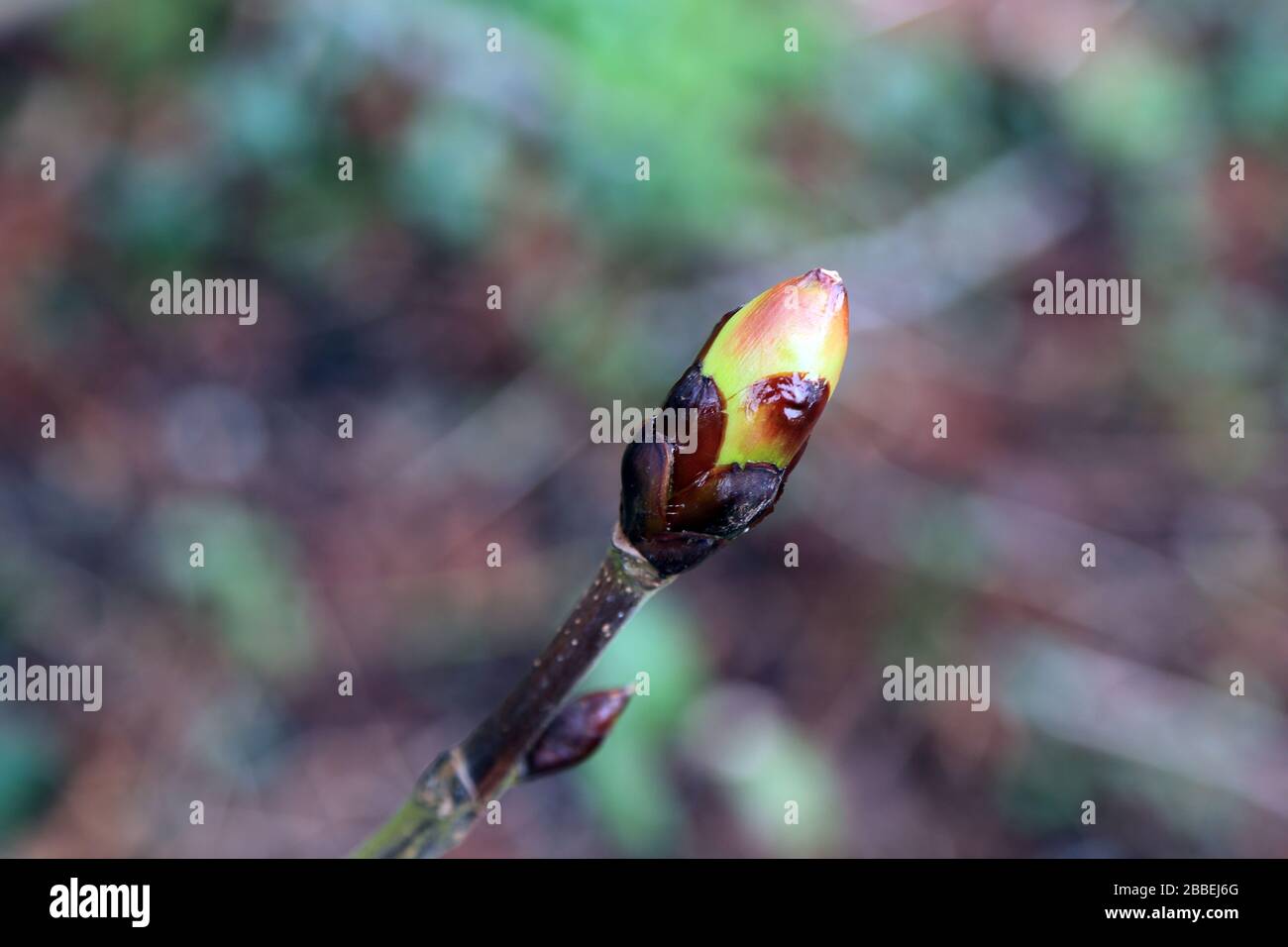 Sticky buds hires stock photography and images Alamy