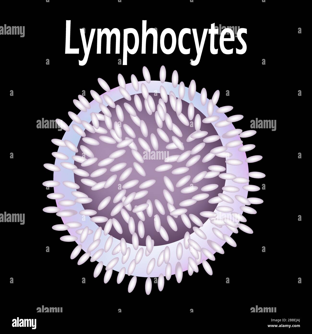Lymphocytes Cell Diagram